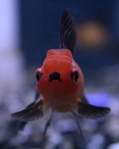 Fotografia de Casandra Abreu - Galeria Fotografica: Animales - Foto: 