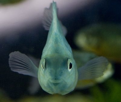 Fotografia de Casandra Abreu - Galeria Fotografica: Animales - Foto: 