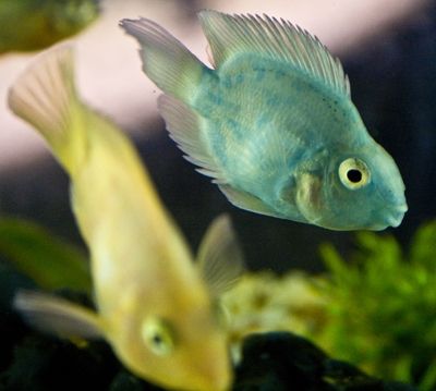 Fotografia de Casandra Abreu - Galeria Fotografica: Animales - Foto: 