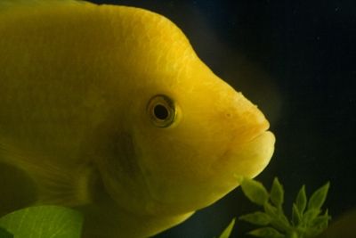 Fotografia de Casandra Abreu - Galeria Fotografica: Animales - Foto: 