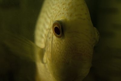 Fotografia de Casandra Abreu - Galeria Fotografica: Animales - Foto: 