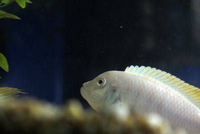 Fotografia de Casandra Abreu - Galeria Fotografica: Animales - Foto: 