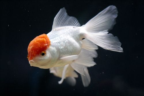 Fotografia de Casandra Abreu - Galeria Fotografica: Animales - Foto: 