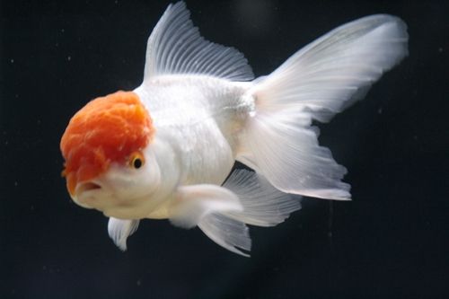 Fotografia de Casandra Abreu - Galeria Fotografica: Animales - Foto: 