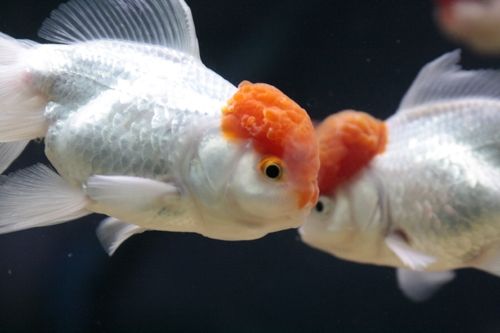 Fotografia de Casandra Abreu - Galeria Fotografica: Animales - Foto: 