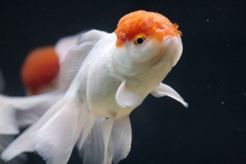 Fotografia de Casandra Abreu - Galeria Fotografica: Animales - Foto: 