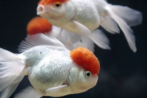 Fotografia de Casandra Abreu - Galeria Fotografica: Animales - Foto: 