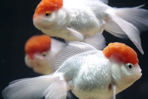 Fotografia de Casandra Abreu - Galeria Fotografica: Animales - Foto: 