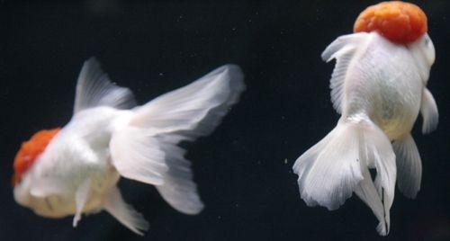 Fotografia de Casandra Abreu - Galeria Fotografica: Animales - Foto: 