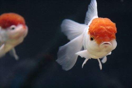 Fotografia de Casandra Abreu - Galeria Fotografica: Animales - Foto: 