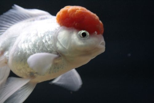 Fotografia de Casandra Abreu - Galeria Fotografica: Animales - Foto: 