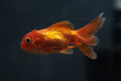 Fotografia de Casandra Abreu - Galeria Fotografica: Animales - Foto: 