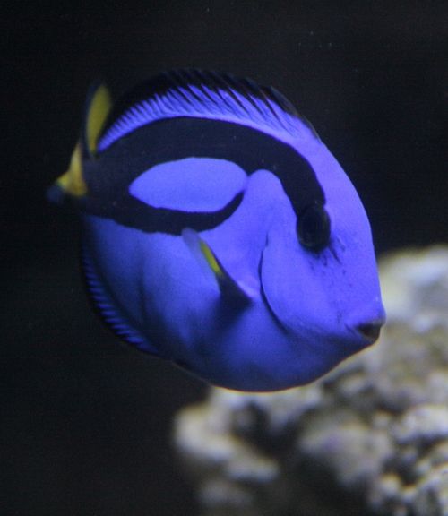 Fotografia de Casandra Abreu - Galeria Fotografica: Animales - Foto: 