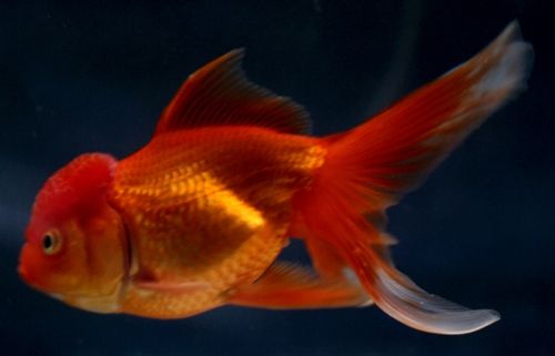 Fotografia de Casandra Abreu - Galeria Fotografica: Animales - Foto: 