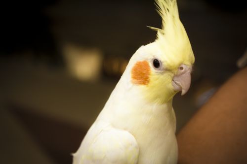 Fotografia de Casandra Abreu - Galeria Fotografica: Animales - Foto: 