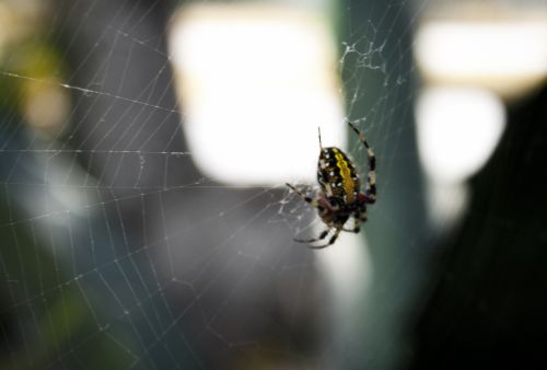 Fotografia de Casandra Abreu - Galeria Fotografica: Animales - Foto: 