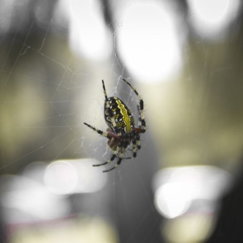 Fotografia de Casandra Abreu - Galeria Fotografica: Animales - Foto: 