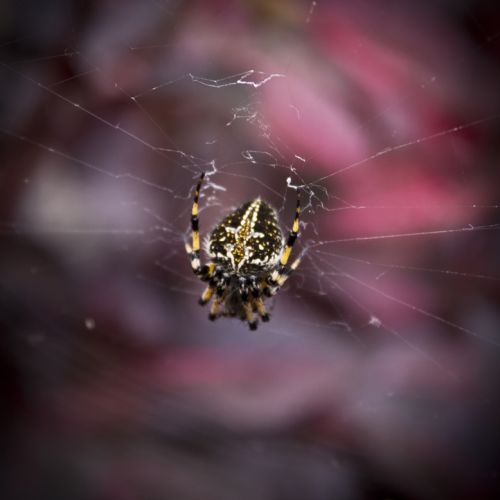 Fotografia de Casandra Abreu - Galeria Fotografica: Animales - Foto: 