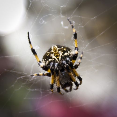 Fotografia de Casandra Abreu - Galeria Fotografica: Animales - Foto: 