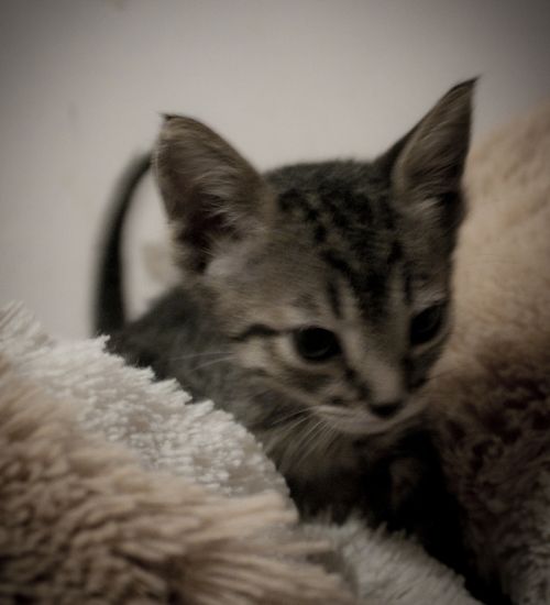 Fotografia de Casandra Abreu - Galeria Fotografica: Animales - Foto: 