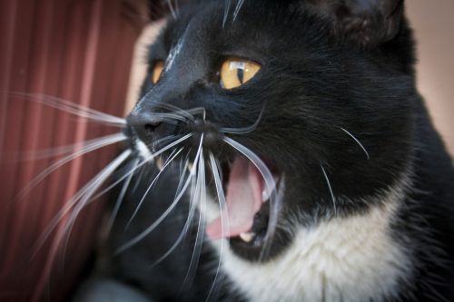 Fotografia de Casandra Abreu - Galeria Fotografica: Animales - Foto: 