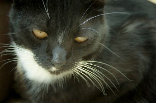 Fotografia de Casandra Abreu - Galeria Fotografica: Animales - Foto: 