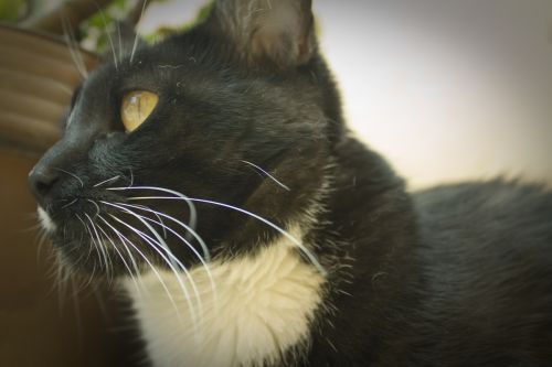 Fotografia de Casandra Abreu - Galeria Fotografica: Animales - Foto: 