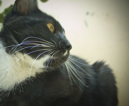 Fotografia de Casandra Abreu - Galeria Fotografica: Animales - Foto: 