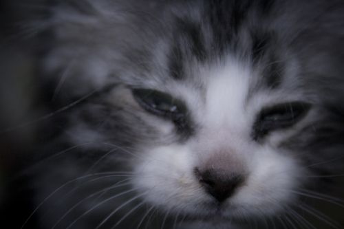 Fotografia de Casandra Abreu - Galeria Fotografica: Animales - Foto: 