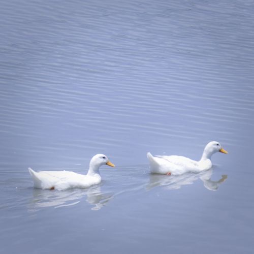 Fotografia de Casandra Abreu - Galeria Fotografica: Animales - Foto: 