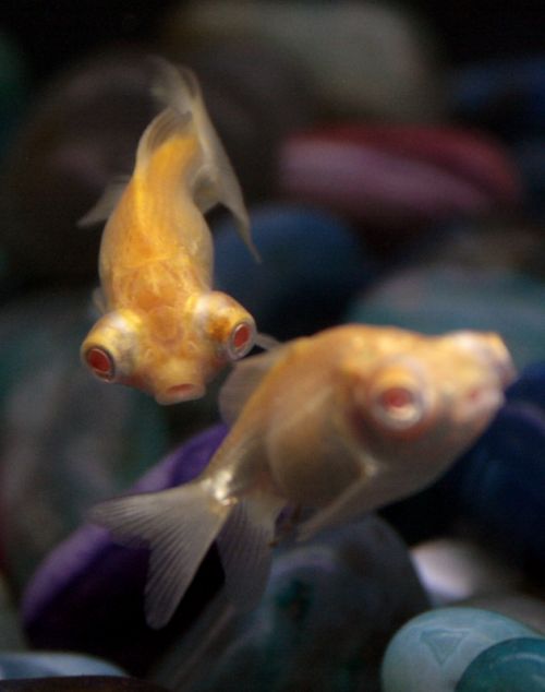 Fotografia de Casandra Abreu - Galeria Fotografica: Animales - Foto: 