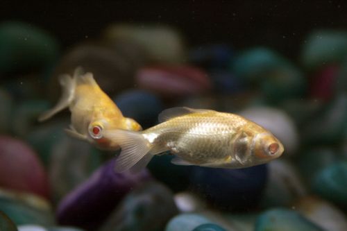 Fotografia de Casandra Abreu - Galeria Fotografica: Animales - Foto: 