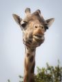 Fotos de Casandra Abreu -  Foto: Animales - jirafa