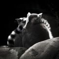 Fotos de Casandra Abreu -  Foto: Animales - mapaches