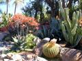 Fotos de Ana Maria -  Foto: Windsong Lane - Cactus
