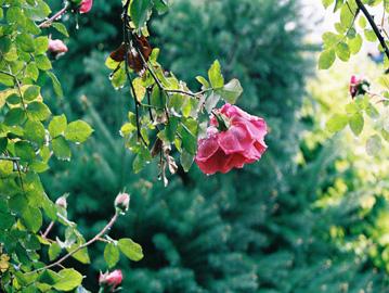 Fotografia de Pablo Suau - Galeria Fotografica: Misojos - Foto: Rosa