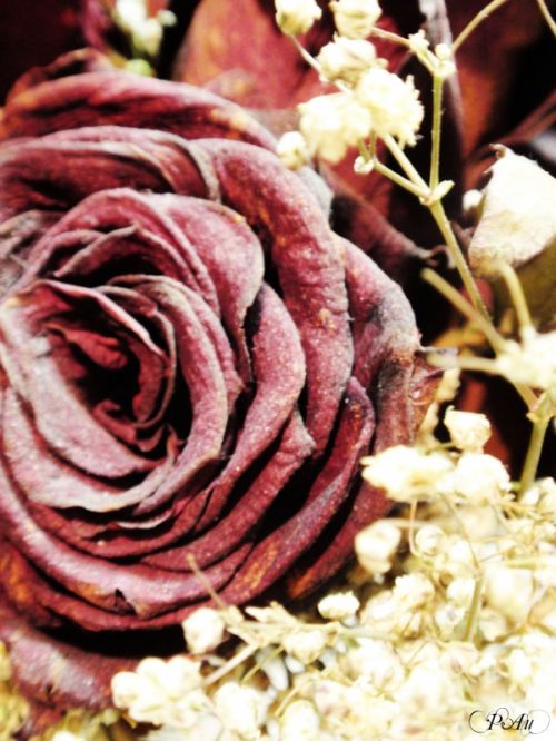 Fotografia de perfectdisaster - Galeria Fotografica: pequeas cosas - Foto: 