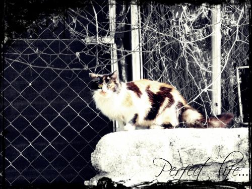 Fotografia de perfectdisaster - Galeria Fotografica: pequeas cosas - Foto: 