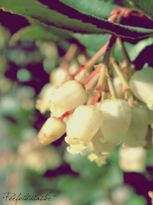 Fotografia de perfectdisaster - Galeria Fotografica: pequeas cosas - Foto: 