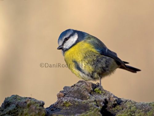 Fotografia de DaniRodriguez - Galeria Fotografica: Aves - Foto: Herrerillo a -8C