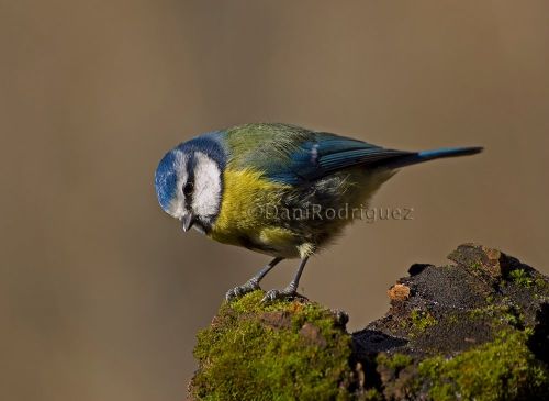 Fotografia de DaniRodriguez - Galeria Fotografica: Aves - Foto: Precioso