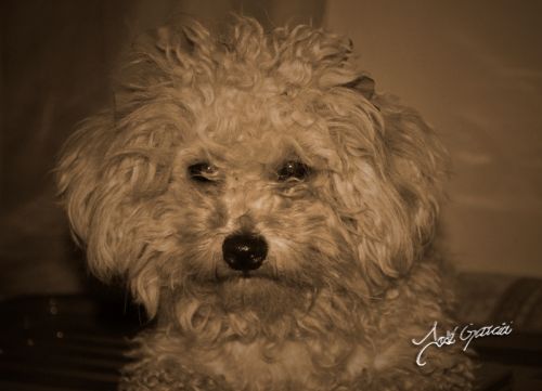 Fotografia de Oirogerg - Galeria Fotografica: Sepia - Foto: 