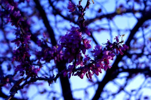 Fotografia de alejo sanchez - Galeria Fotografica: 25-03 - Foto: macro flor