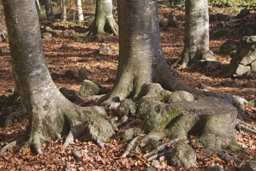 Fotografia de Carles Hernandez - Galeria Fotografica: Fotos varias - Foto: 