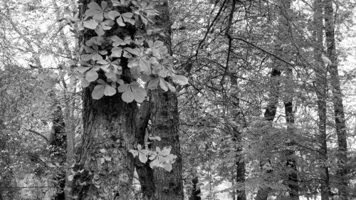 Fotografia de Pablo Hernndez Walta - Galeria Fotografica: Portfolio 01 - Foto: Segovia 2.009.