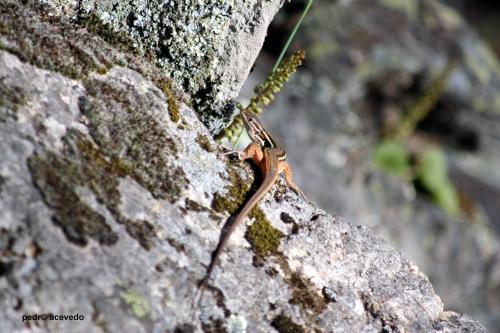 Fotografia de pedro acevedo - Galeria Fotografica: el bierzo - Foto: 