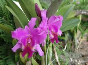 Fotografia de FotoFONSECA Publicidad - Galeria Fotografica: flores - Foto: 