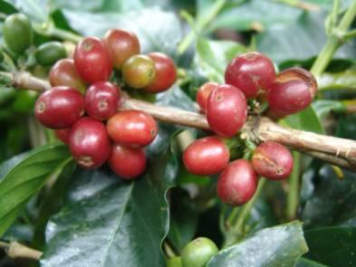 Fotografia de FotoFONSECA Publicidad - Galeria Fotografica: flores - Foto: caf colombiano