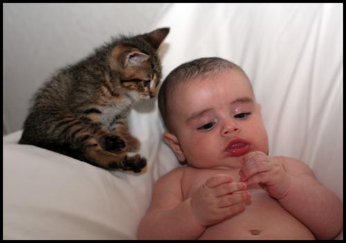 Fotografia de Roco - Galeria Fotografica: Nios - Foto: gatito