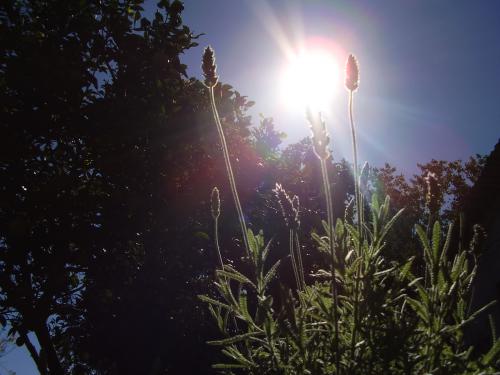 Fotografia de Shibu - Galeria Fotografica: Esencia. - Foto: Lavanda.